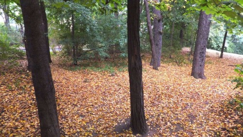 Herbst im Alaunwäldchen