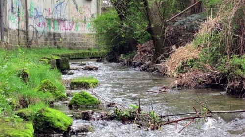 Hier sollen demnächst Tiere gezählt werden.