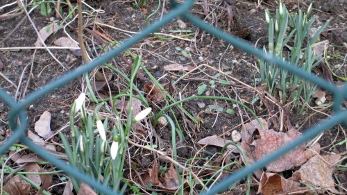 Vom Maschendraht eingerahmt: die ersten Schneeglöckchen