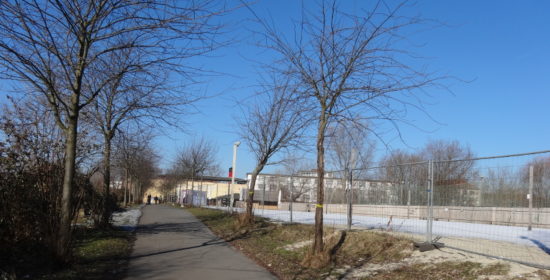 Bereits gelb markiert sind die Bäume, die jetzt der neuen Fernwärmetrasse weichen müssen. Foto: W. Schenk