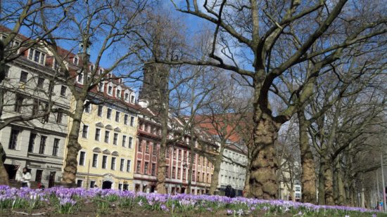 Krokusmeer auf der Hauptstraße