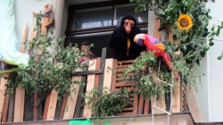 Wer macht sich denn da zum Affen?