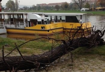 „Johanna“ mit Baum