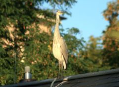Graureiher auf dem Dach des Kraszewski-Museums - Foto: Karsten Selbig
