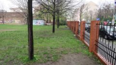 Die Bäume, darunter auch eine schon etwas ältere Eiche müssen dem Neubau weichen. Neue Bäume sollen gesetzt werden.