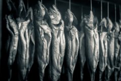 Junge Fotografen im Raskolnikow