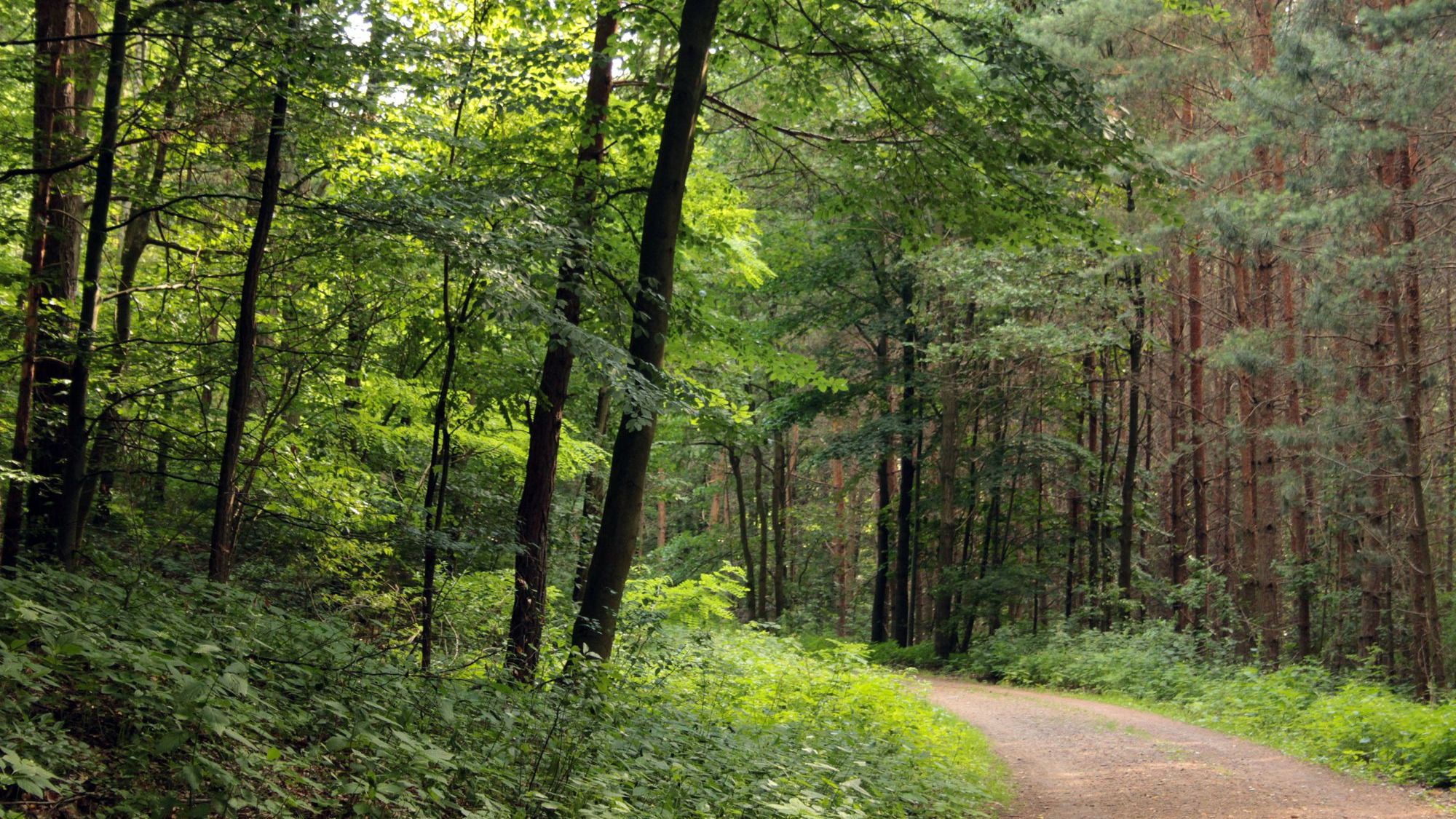 In der Heide bitte auf den Wegen bleiben. Foto: Archiv Anton Launer