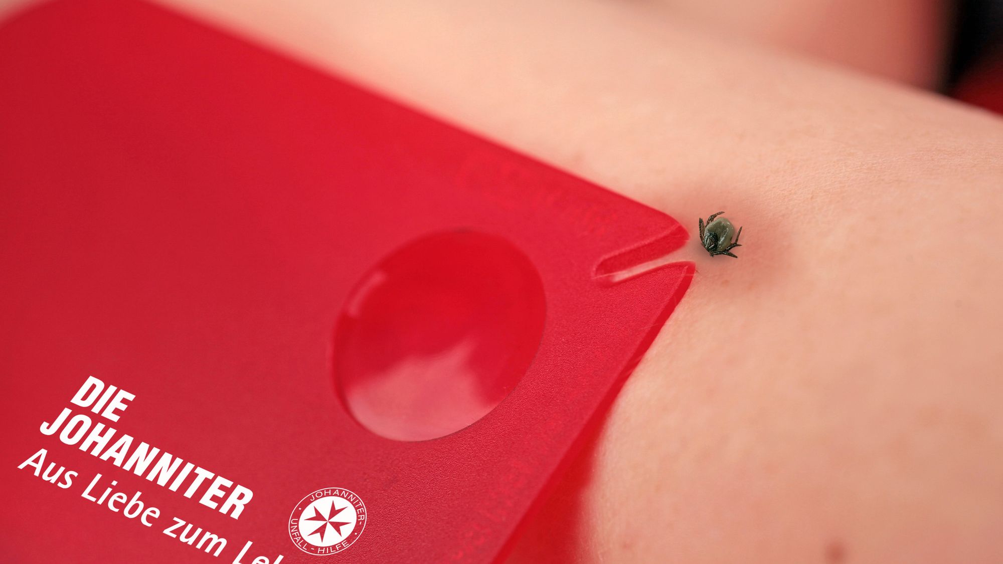 Mit einer solchen Zeckenkarte, wie sie zum Beispiel die Johanniter verteilen, kann man eine Zecke vorsichtig entfernen. Foto: PR/Jan Dommel