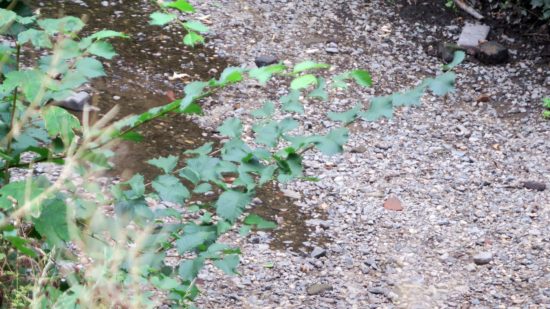 Aber am Mittwoch fand das Flüsschen wenigstens für ein paar Meter weiter zurück in sein Bett.