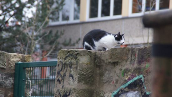 Heißt diese Katze Paul?