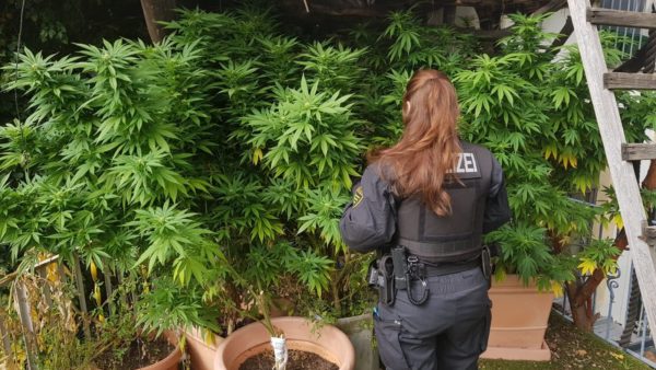 Diese Hanfpflanzen hat die Polizei in der Rudolf-Leonhard-Straße gefunden und beschlagnahmt. Foto: Polizei Dresden