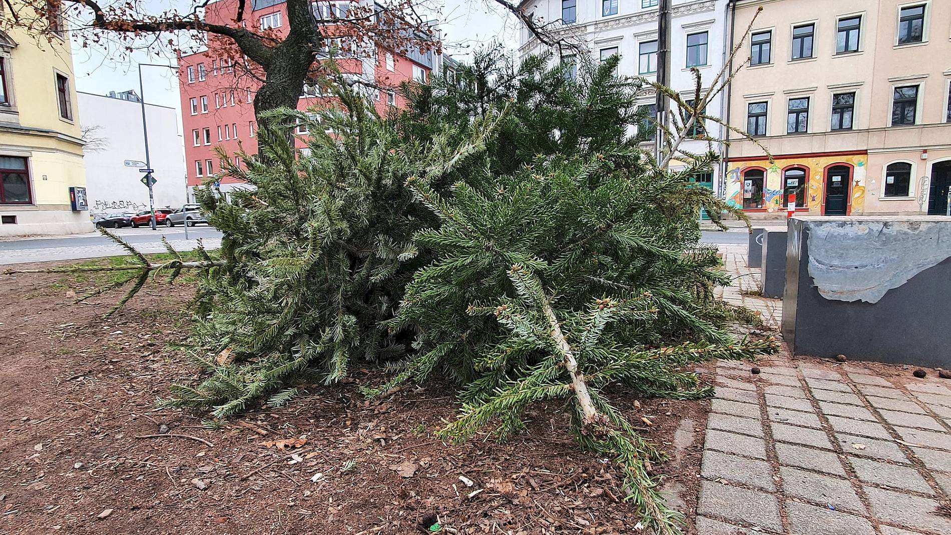 Weihnachtsbaumlagerstätte am Alaunplatz