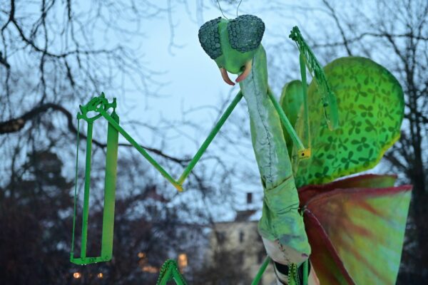Gottesanbeterin vom Albertplatz - Foto: Anja Schneider