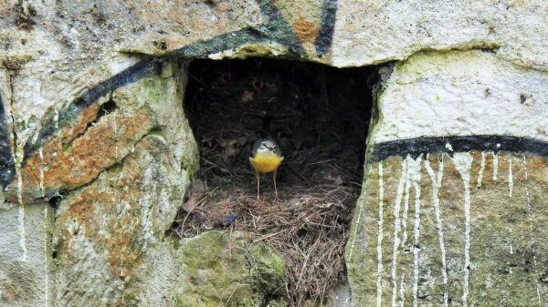 Gebirgsstelze am Nistplatz bei der Prießnitz - Foto: Christina Loose 