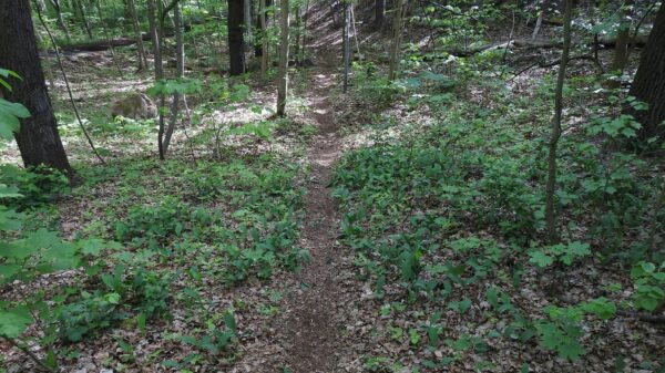 Ein Weg, mitten durch die Maiglöckchen - Foto: Christina Loose