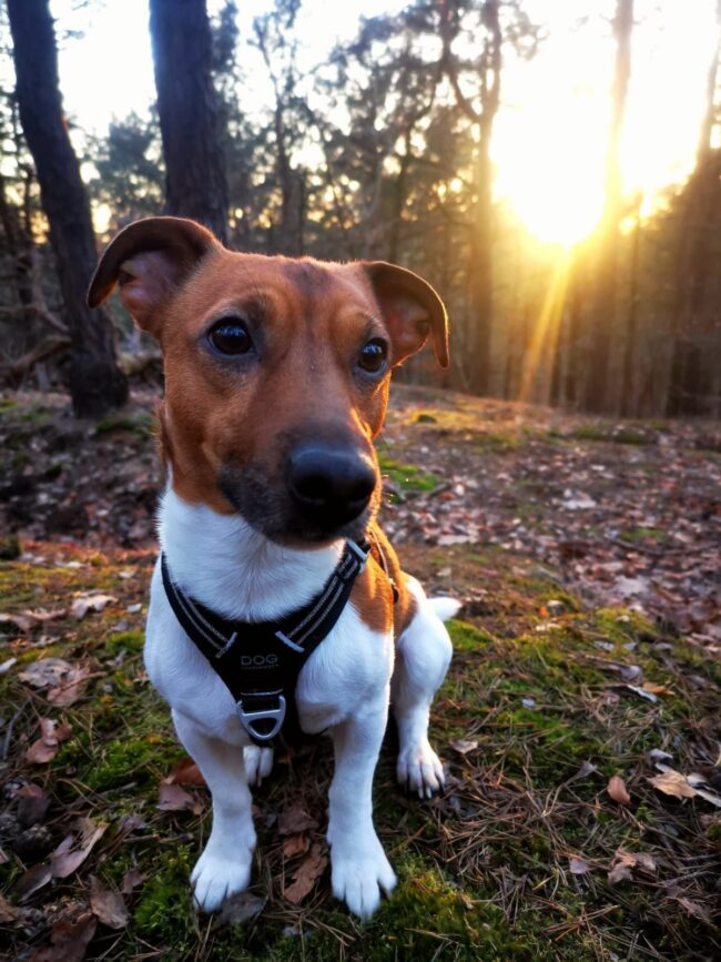 Jack Russell Terrier Fritz