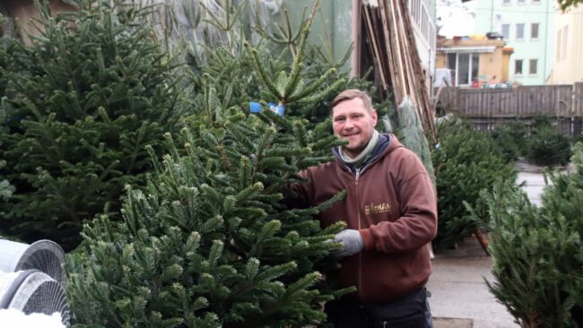 Weihnachtsbaumverkäufer, Anspitzer und Netzmeister: Sven Hellmich