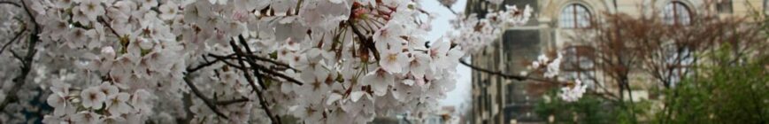 Blüten am Alaunplatz im März 2024