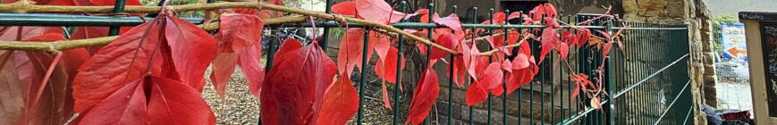 Sebnitzer Straße im Herbst 2024