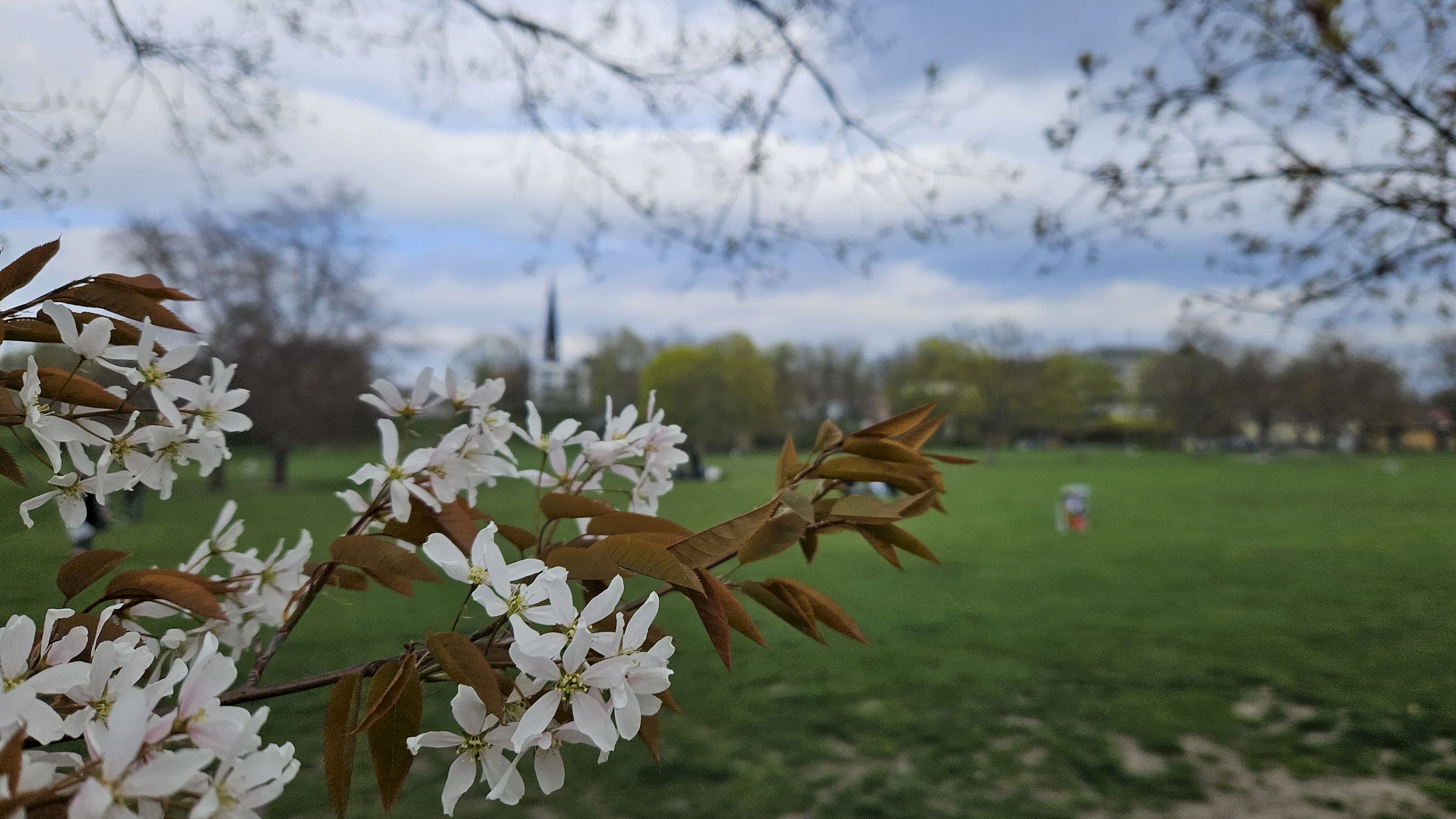 Der Frühling ist nun offiziell in den Alaunpark eingezogen. Foto: Anton Launer