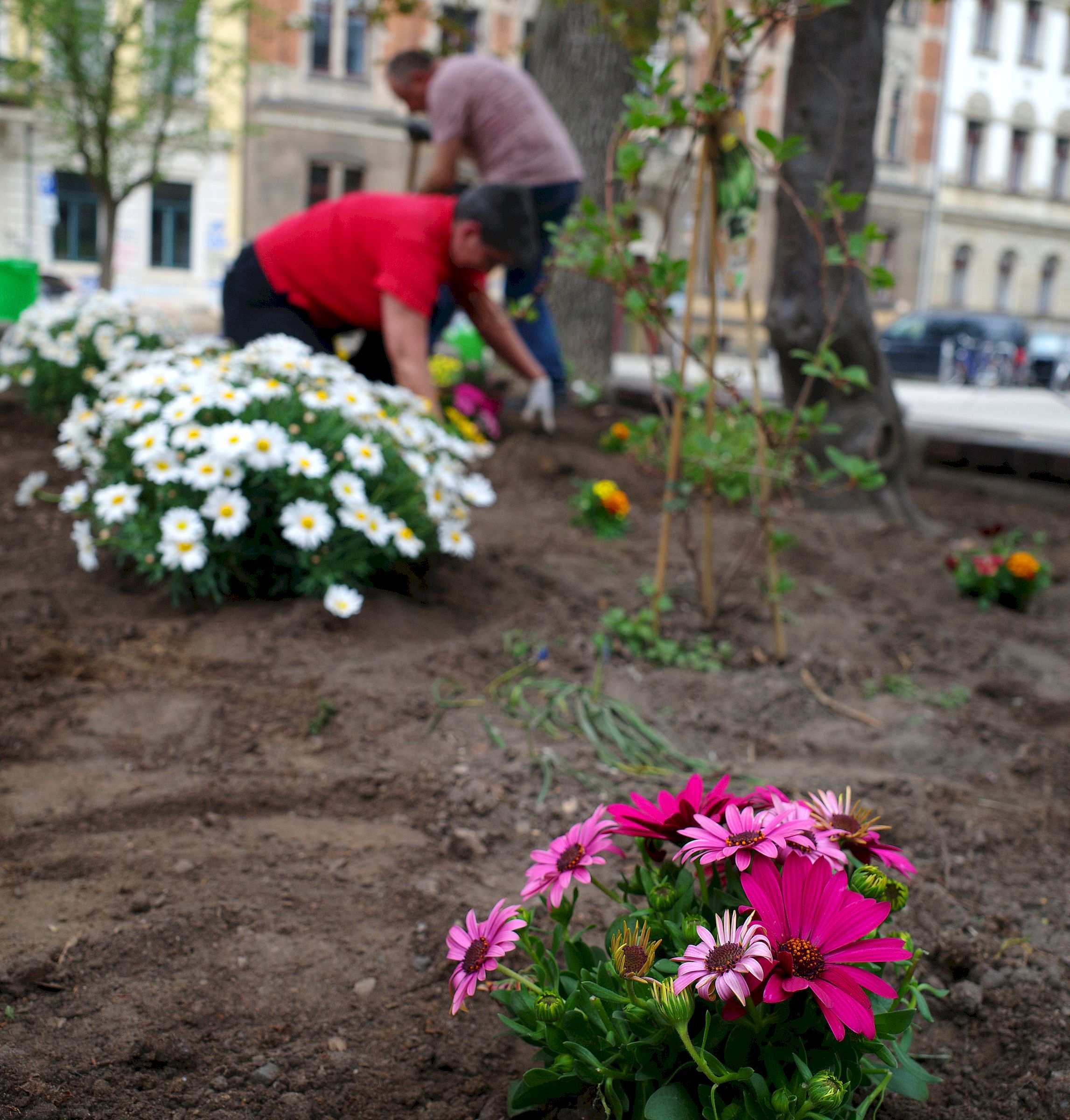 Neue Blümchen für den Martin-Luther-Platz - Foto: Ostra ev