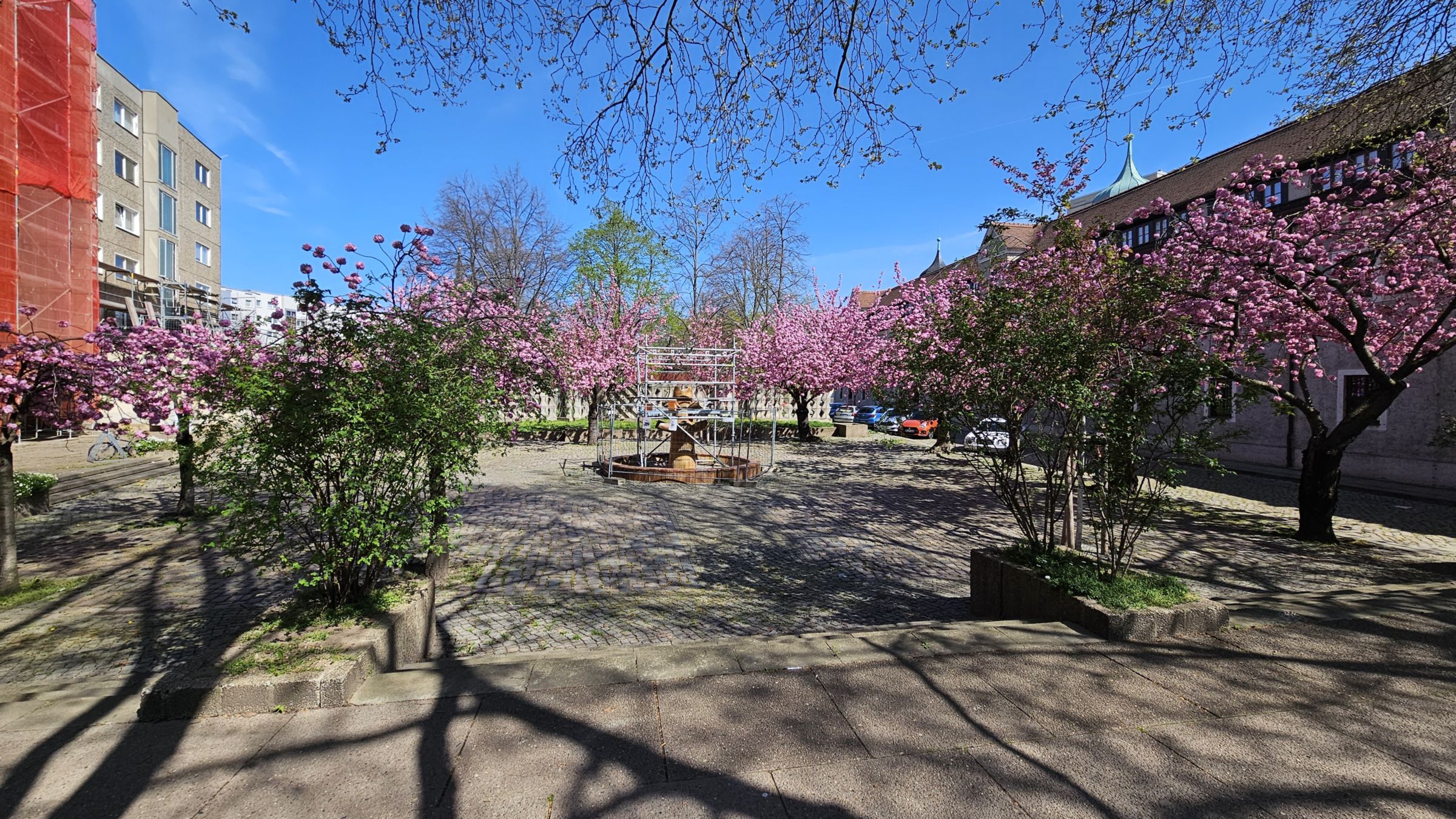 Rund um den Blütenbrunnen blühen die Kirschbäume. Foto: Anton Launer