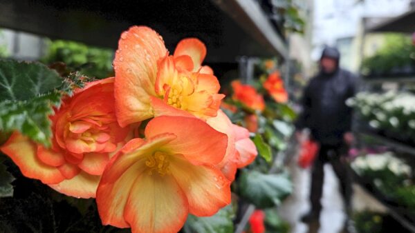 Der Regen wird verscheucht. Blütenpracht an der Stetzscher Straße - Foto: Anton Launer