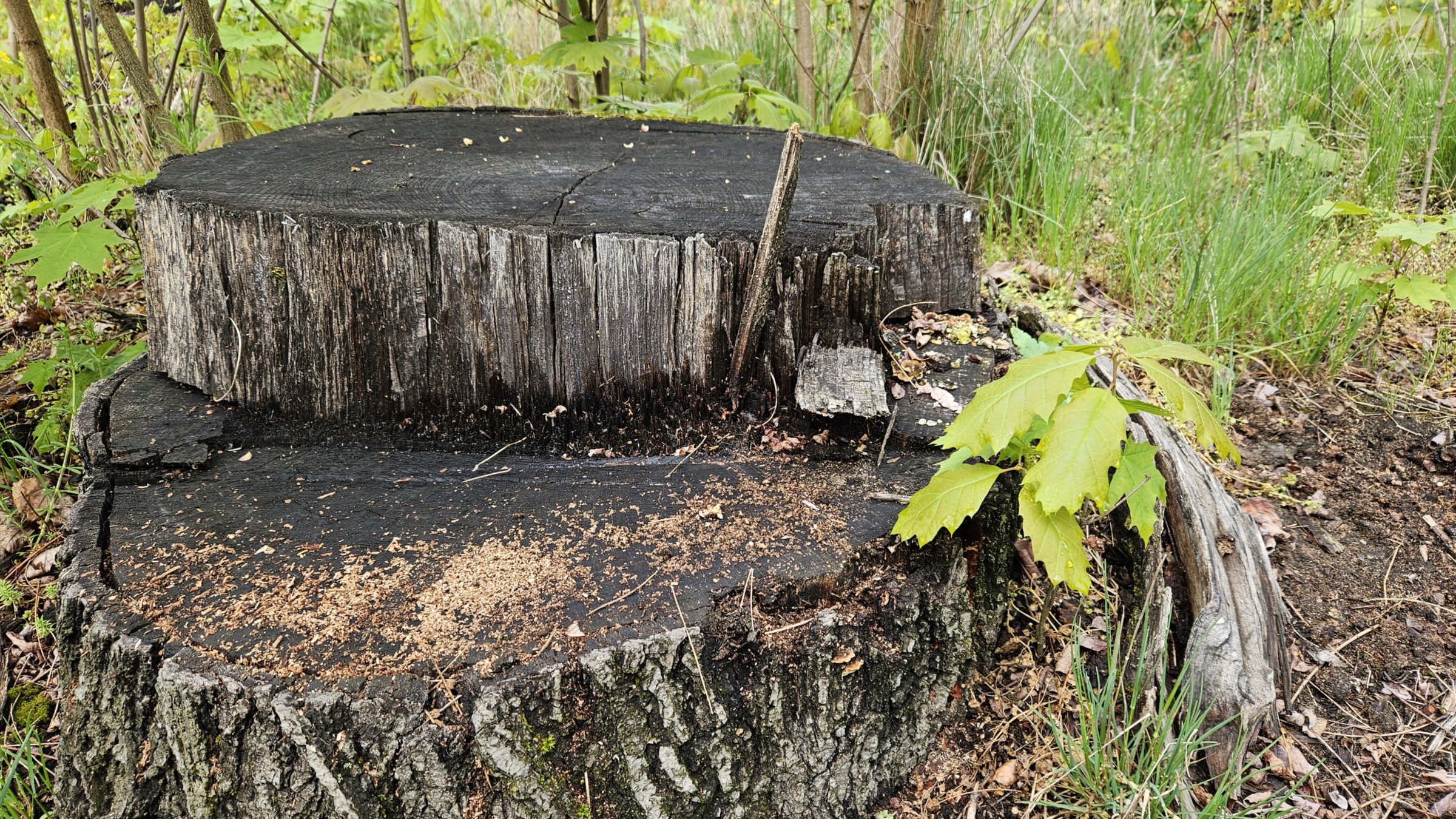 Derart "Auf-Stock-gesetzte" Eichen haben es schwer, neu auszutreiben. Der zaghafte Sprößling hat auf Dauer neben dem verfaulenden Baumstumpf keine Chance. Foto: Anton Launer
