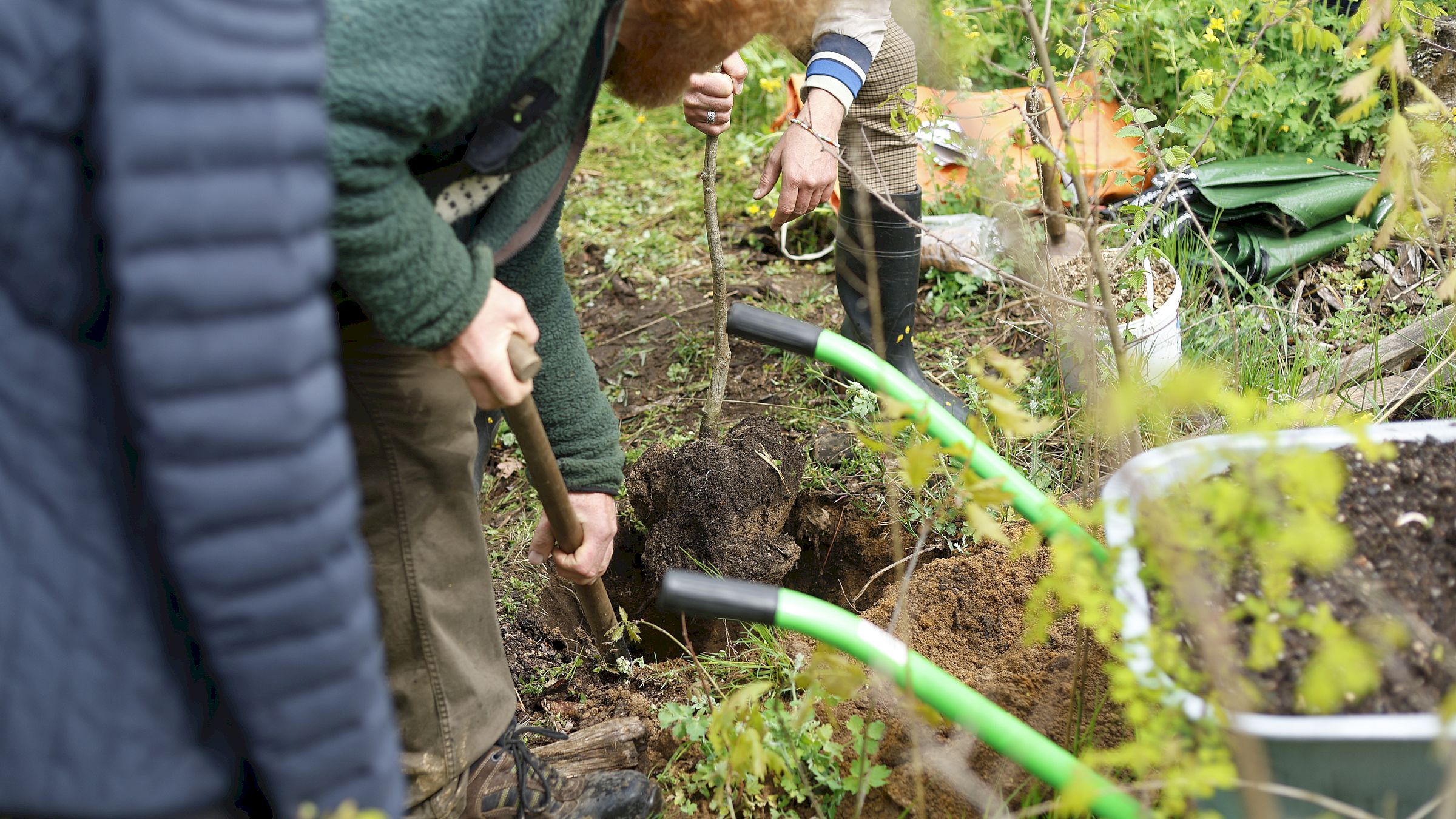 Im Bereich um die drei Jung-Bäume herschen aktuell gute Bedingungen fürs Anwachsen. Foto: Florian Varga