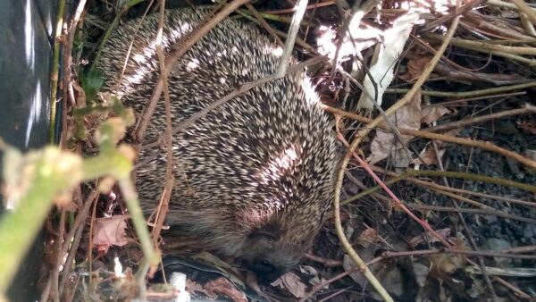 Igel in einem Dresdner Garten - Foto: Archiv Anton Launer
