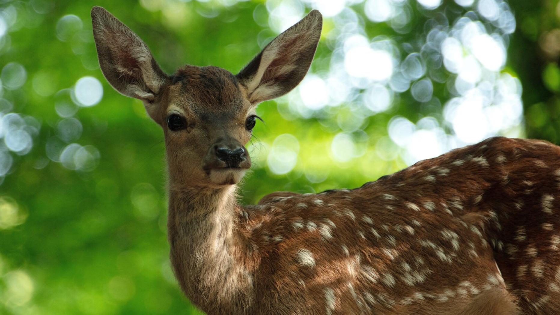 Bambi - Eine Lebensgeschichte aus dem Wald - in der Schauburg