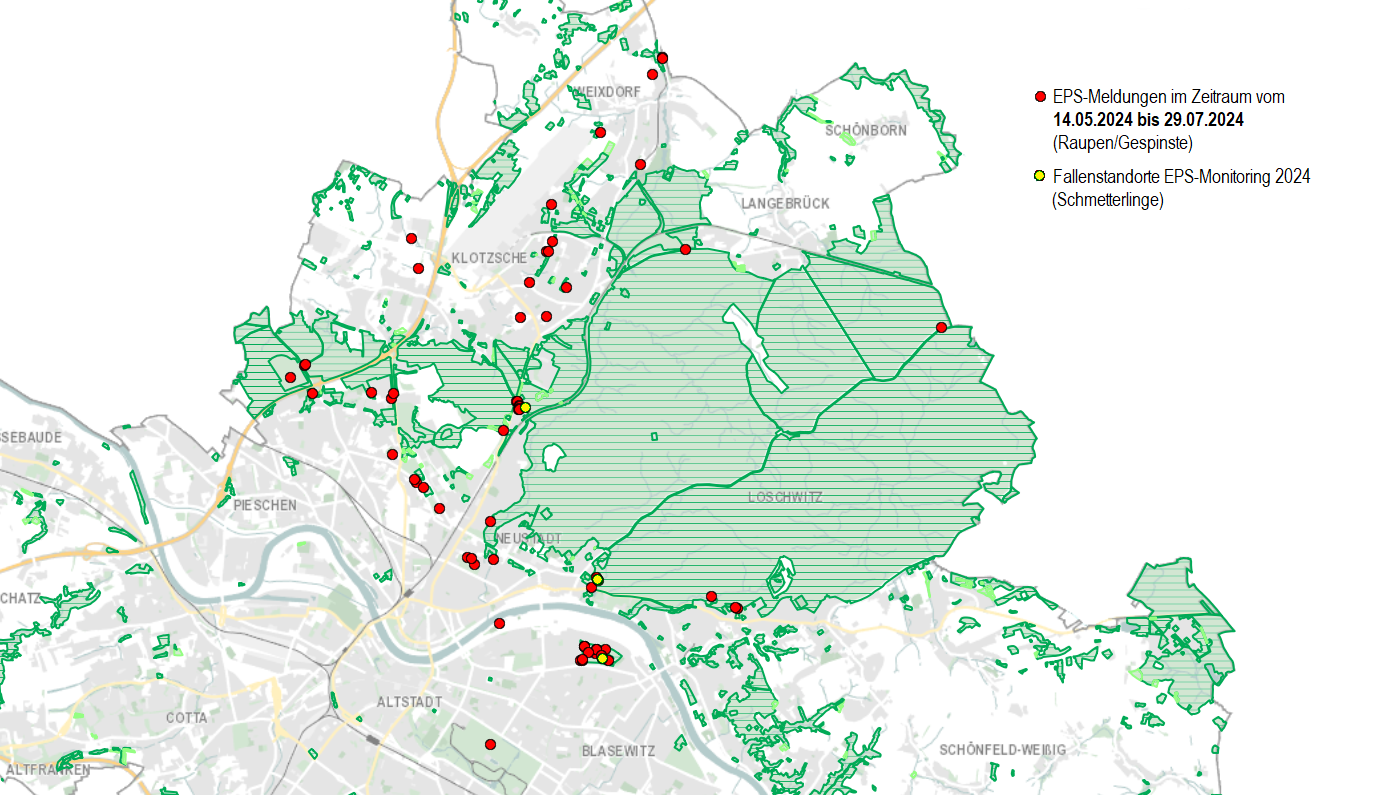 Übersicht der Meldungen von Sichtungen des Eichenprozessionsspinners (EPS) im Jahr 2024. Quelle: Stadtverwaltung Dresden