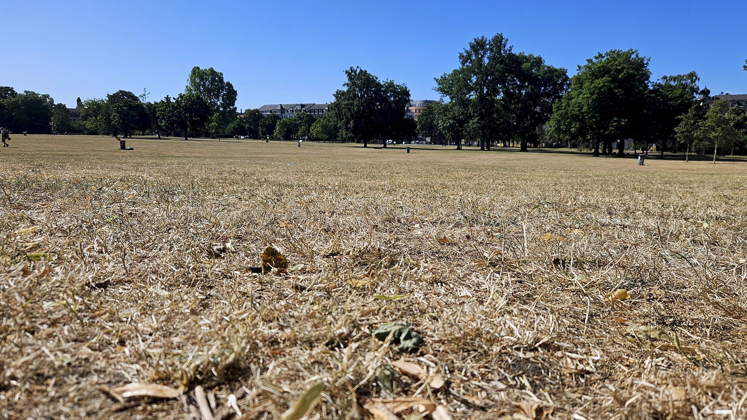 Sommerlicher Alaunplatz - Foto: Anton Launer