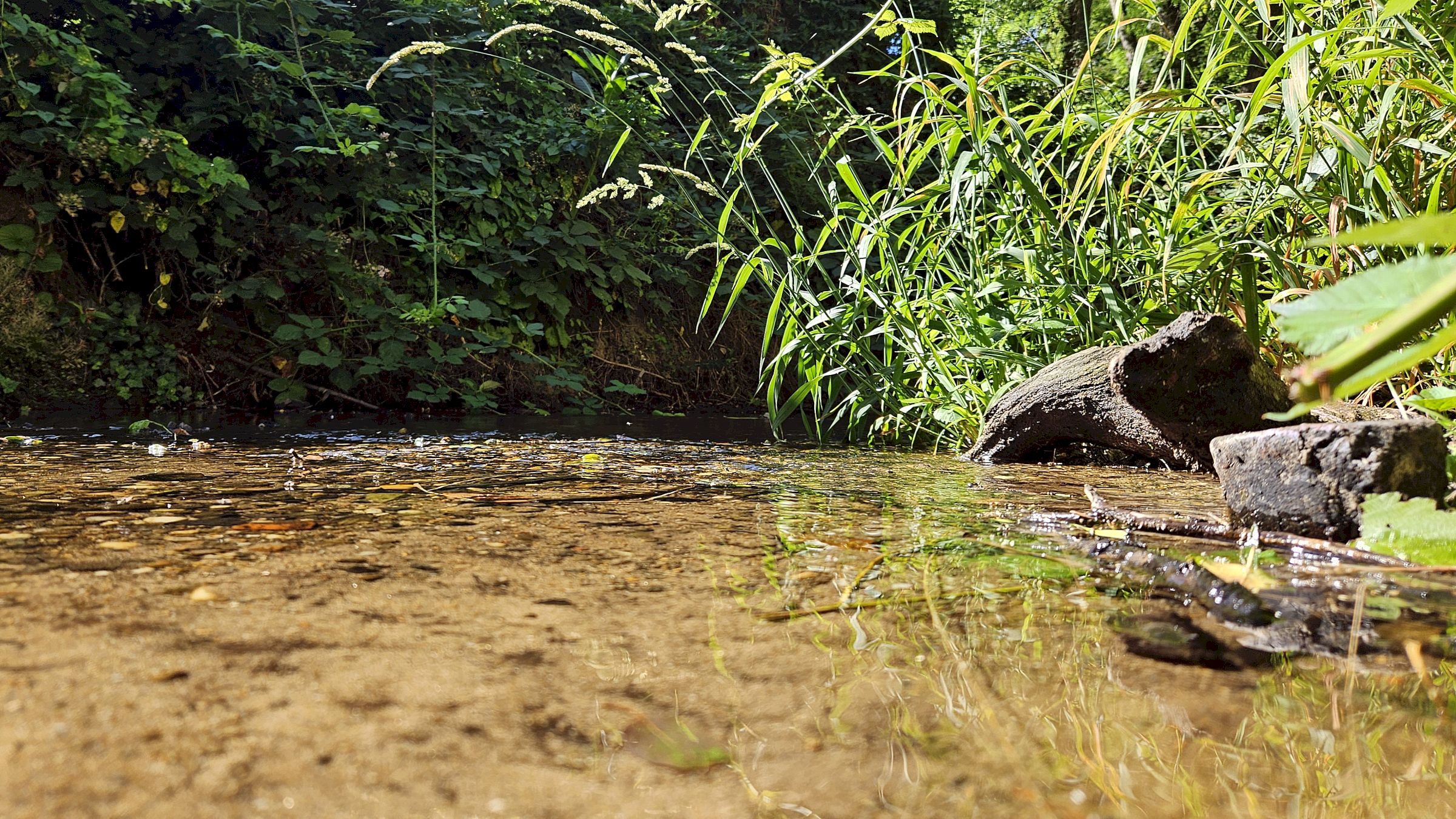 Prießnitz an der Prießnitzstraße - Foto: Anton Launer
