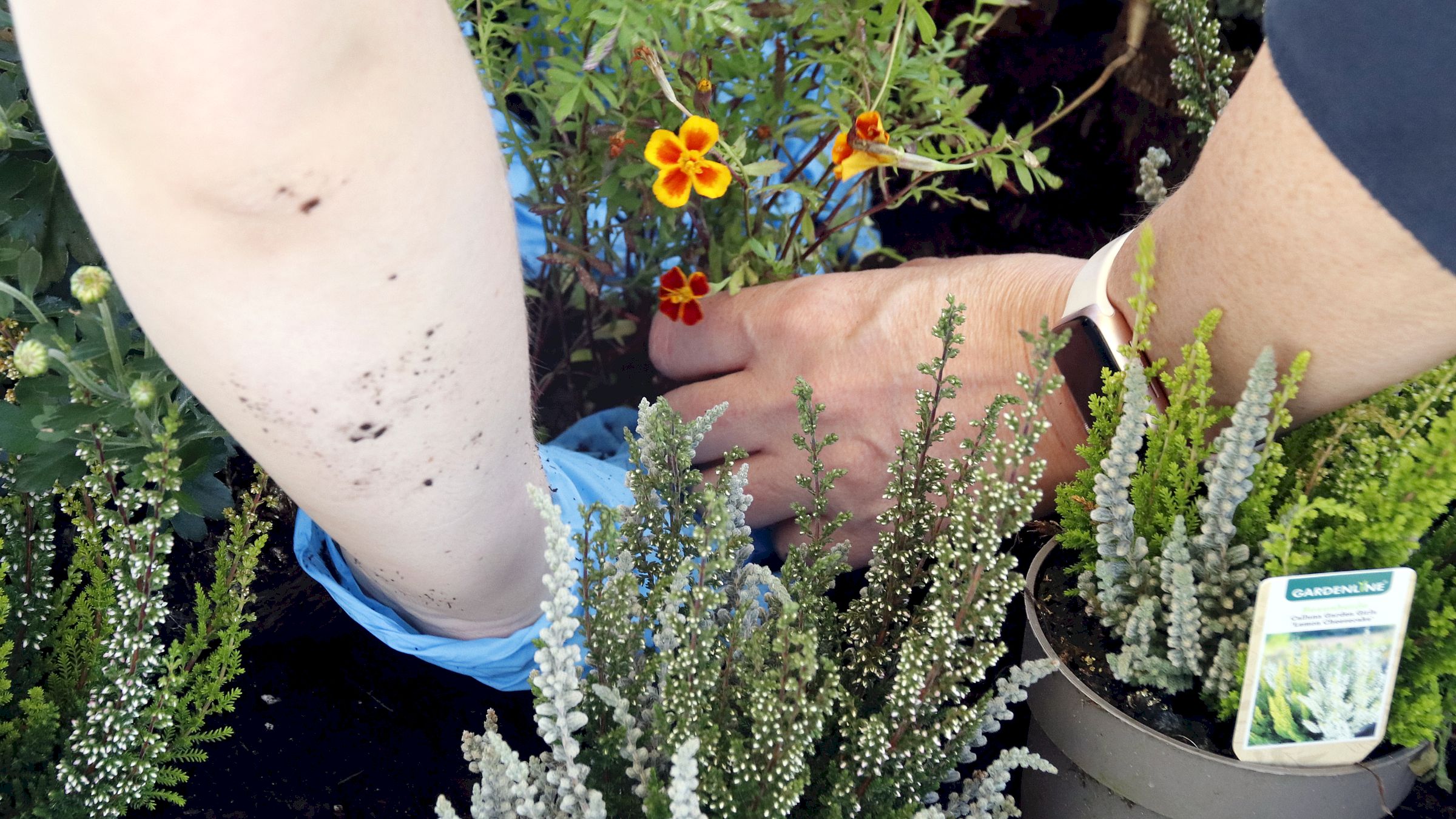 Pflanzaktion auf dem Dach - Foto: Anton Launer