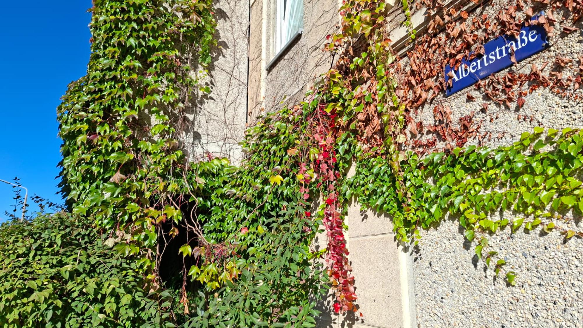 Herbst in der Albertstraße.