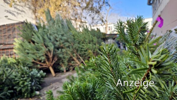 Trödelbarde Sven Hellmich inmitten seiner Tannen. Foto: Anton Launer