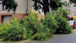 Astbruch in der Neustadt: Wie Dresden seine Bäume kontrolliert Zwei schwere Äste stürzten gestern an der Dr.-Friedrich-Wolf-Straße auf ein geparktes Auto. Foto: Winfried Rühle